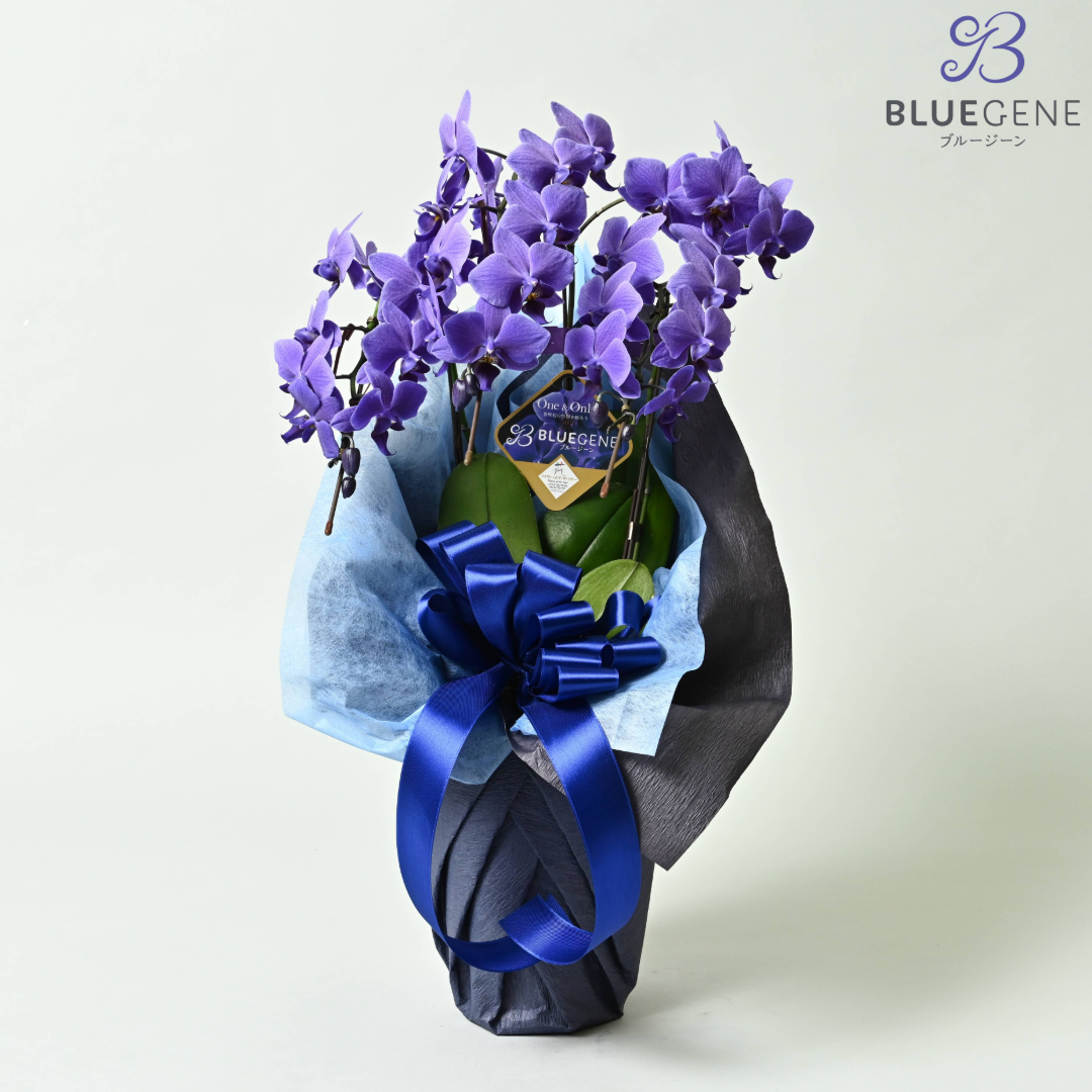 石原産業開発】青い胡蝶蘭 Blue Gene 世界初 3本立鉢 法人 – 【公式