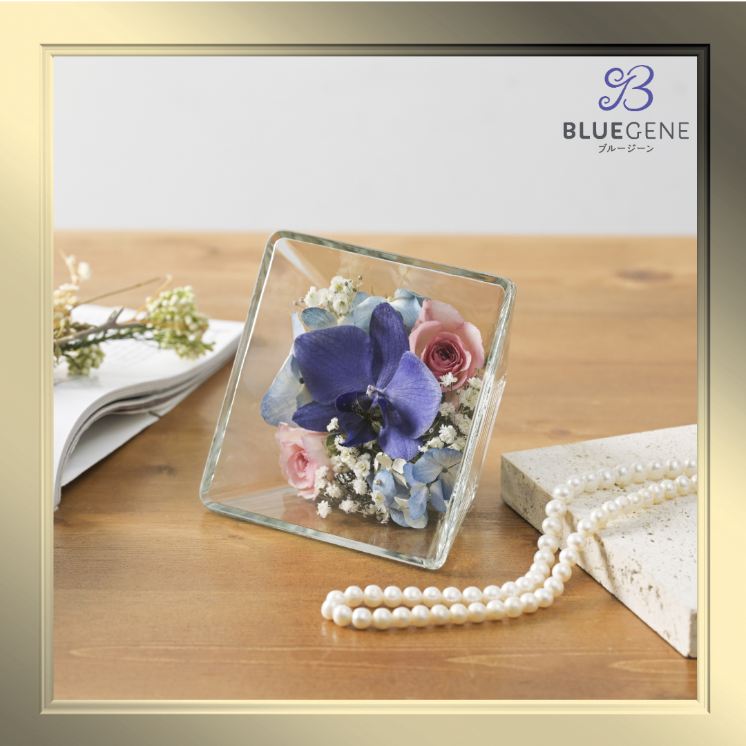 らんらん ブルージーン 花のみ発送 らんらん ブルージーン 花のみ発送 青色胡蝶蘭「Blue Gene