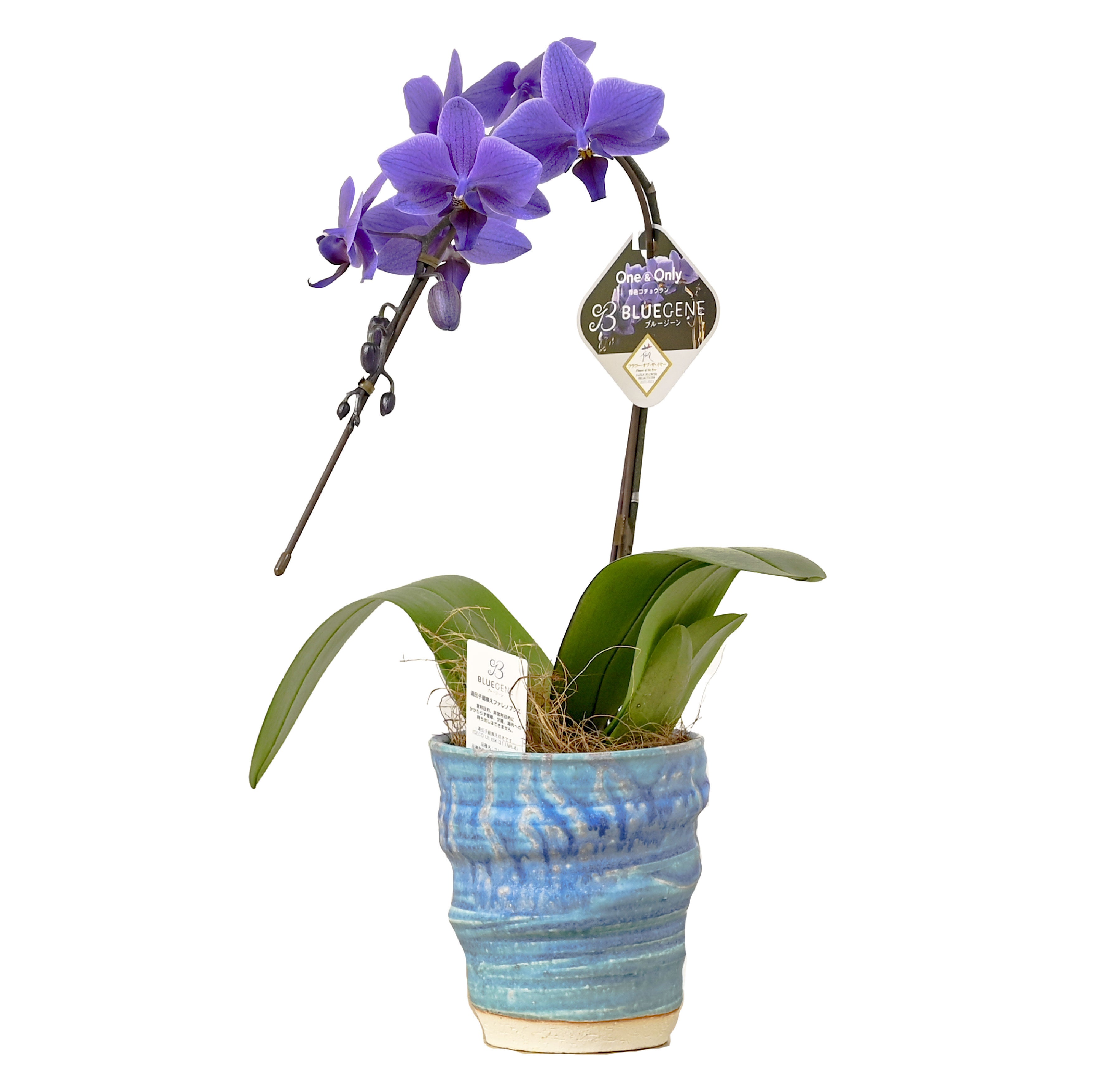 NHK「あさイチ」でBlue Geneが紹介されました。