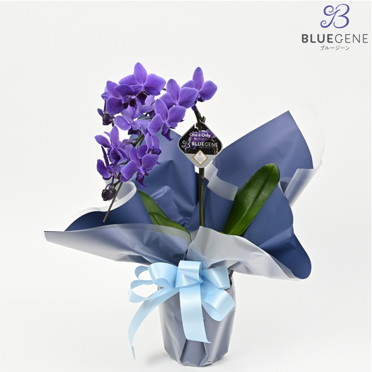 夏のギフトに胡蝶蘭を｜Blue Geneが提案するサマーギフト