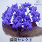 【満開セレクト・数量限定】青色胡蝶蘭ブルージーン5本立鉢 豪華ラッピング／届いた瞬間から、満開の感動を   ***必ずご注文前に注意事項を確認ください***