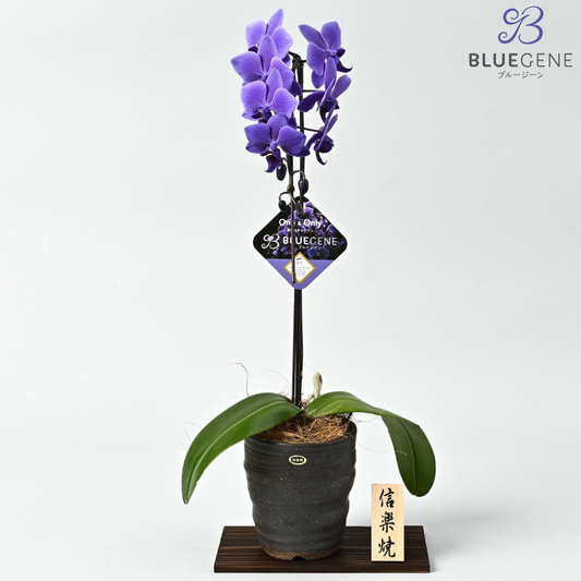 【2026年母の日】青色胡蝶蘭ブルージーン1本立鉢　信楽焼鉢（黒系）台座付