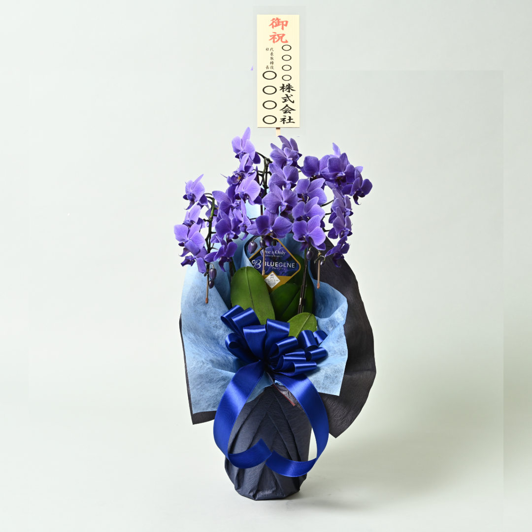 【石原産業開発】青い胡蝶蘭 Blue Gene 世界初 3本立鉢 法人
