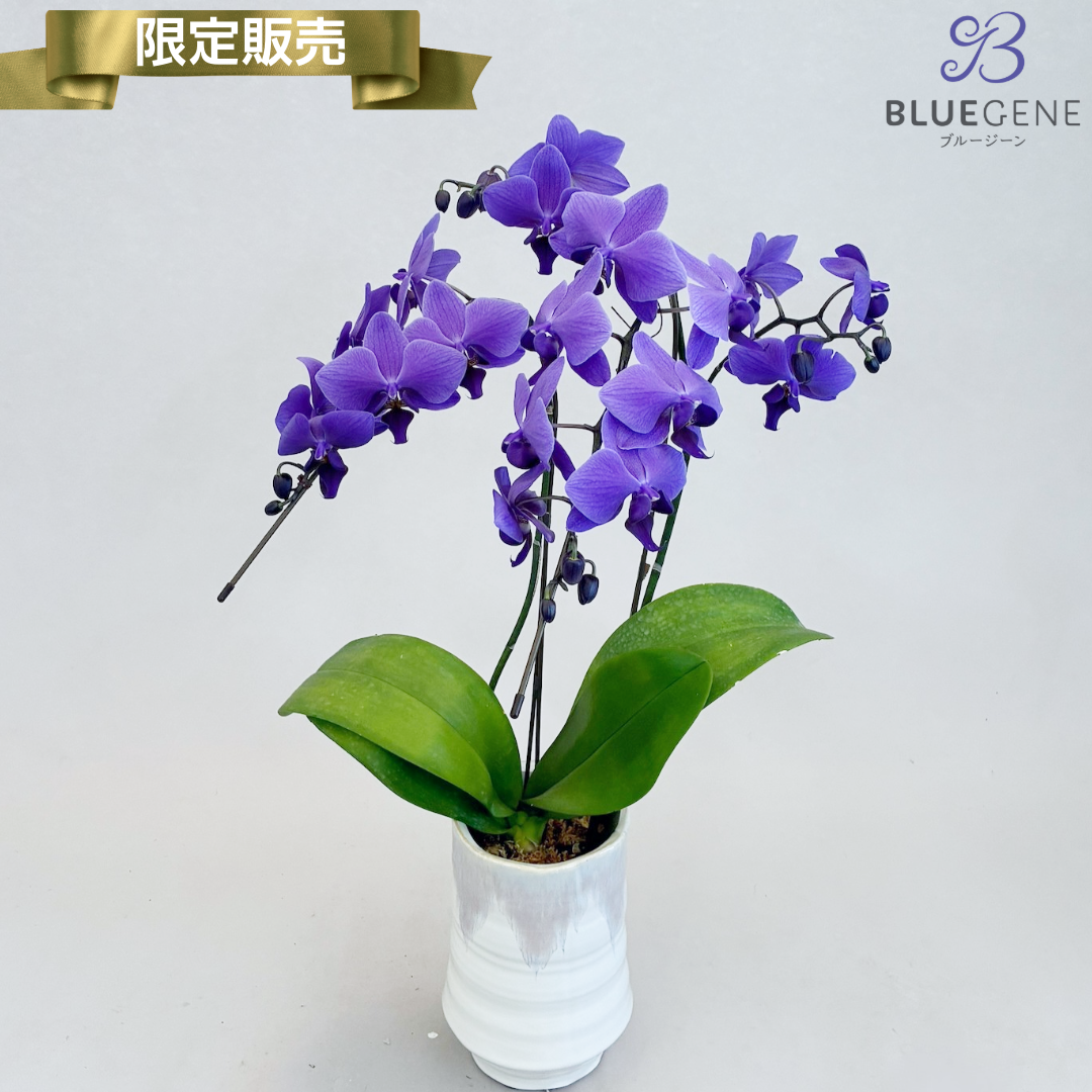【初回限定販売】青色胡蝶蘭ブルージーン 2本立鉢 ～ 特別仕様～