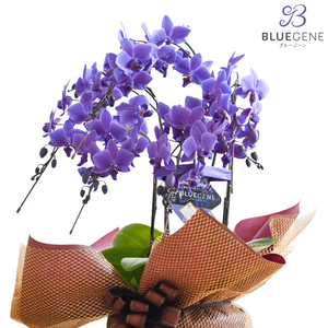 公式】青色胡蝶蘭ブルージーン5本立鉢 豪華ラッピング／世界初の特別を