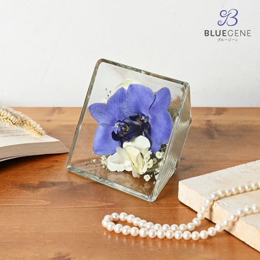 【公式】青色胡蝶蘭ブルージーンドライ SSサイズ(2色)／世界初の特別を大切な人に