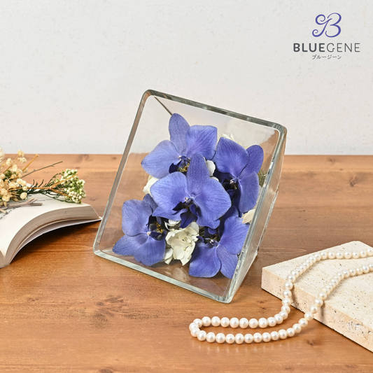 【公式】青色胡蝶蘭ブルージーンドライ Sサイズ（ブルージーン5輪入り、2色）／世界初の特別を大切な人に