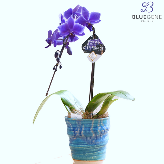 【2026年母の日】青色胡蝶蘭ブルージーン1本立鉢 びわ湖ブルー／世界初の特別を大切な人に【限定5鉢】