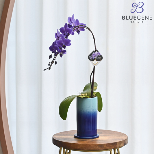 【2026年母の日】青色胡蝶蘭ブルージーン1本立鉢　ブルーシリンダー