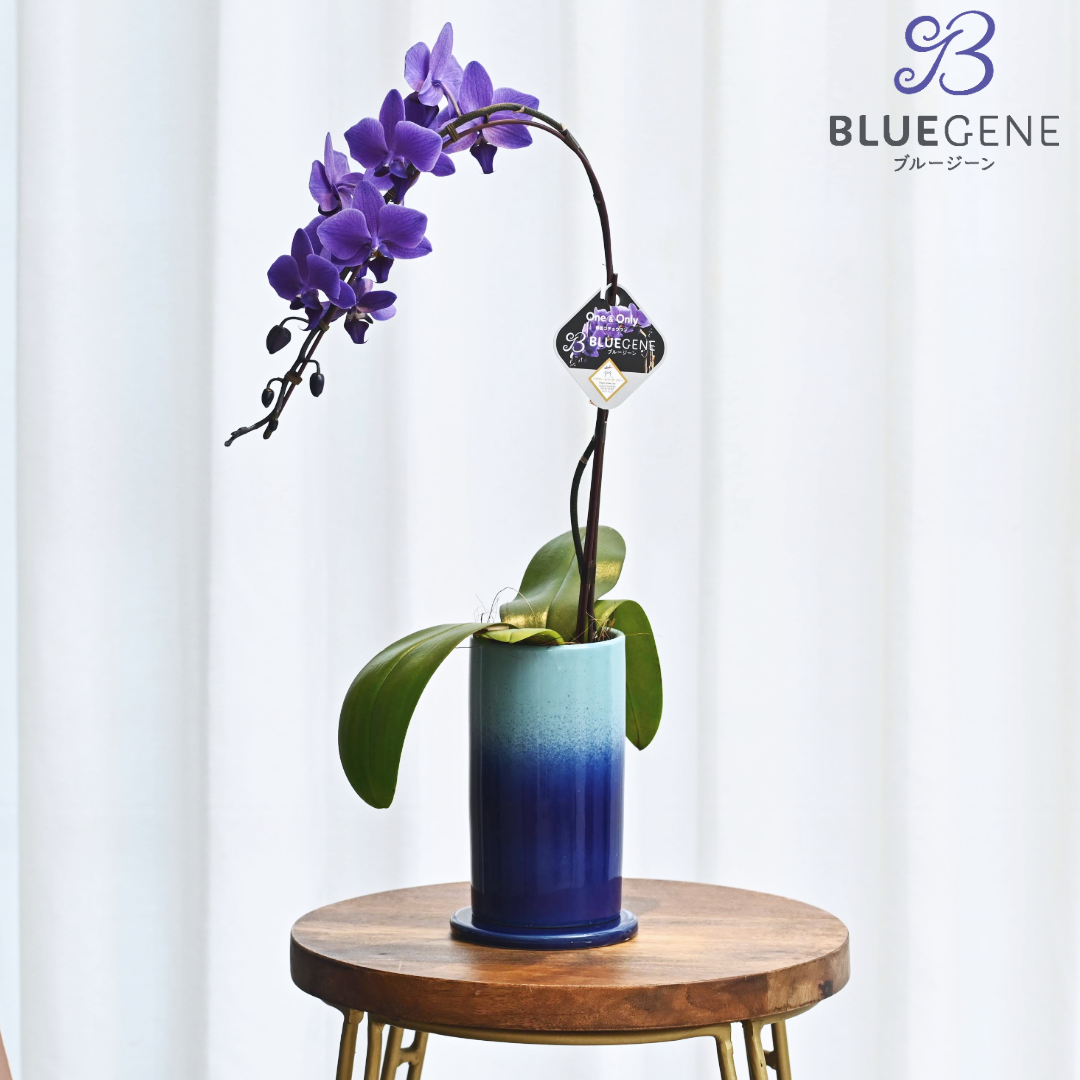 【公式】青色胡蝶蘭ブルージーン1本立鉢　ブルーシリンダー／世界初の特別を大切な人に
