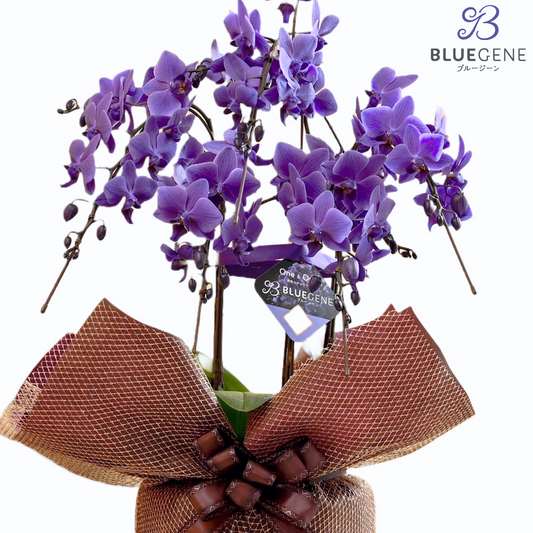 【公式】青色胡蝶蘭ブルージーン5本立鉢（豪華ラッピング）世界初の特別を大切な人に