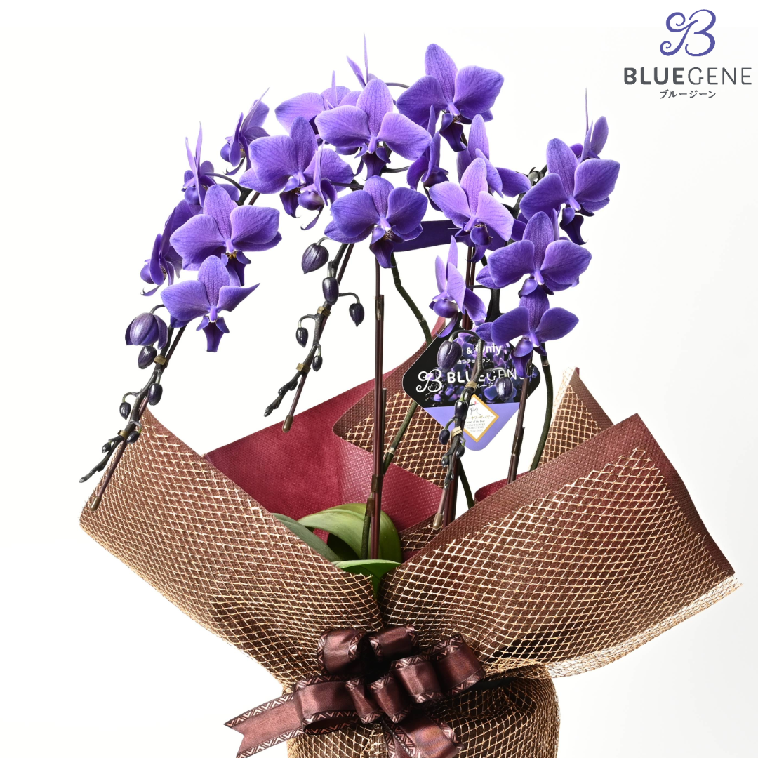 【公式】青色胡蝶蘭ブルージーン3本立鉢 豪華ラッピング／世界初の特別を大切な人に