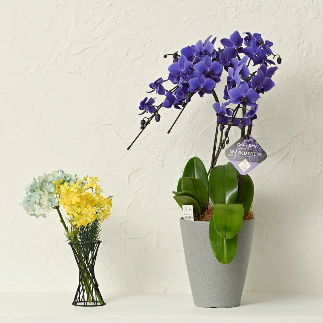 【公式】青色胡蝶蘭ブルージーン3本立鉢 豪華ラッピング／世界初の特別を大切な人に