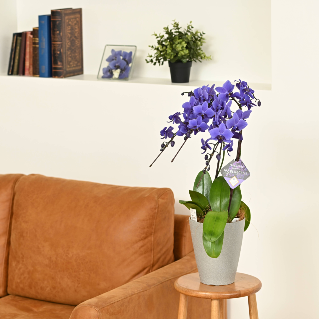 【公式】青色胡蝶蘭ブルージーン3本立鉢 豪華ラッピング／世界初の特別を大切な人に