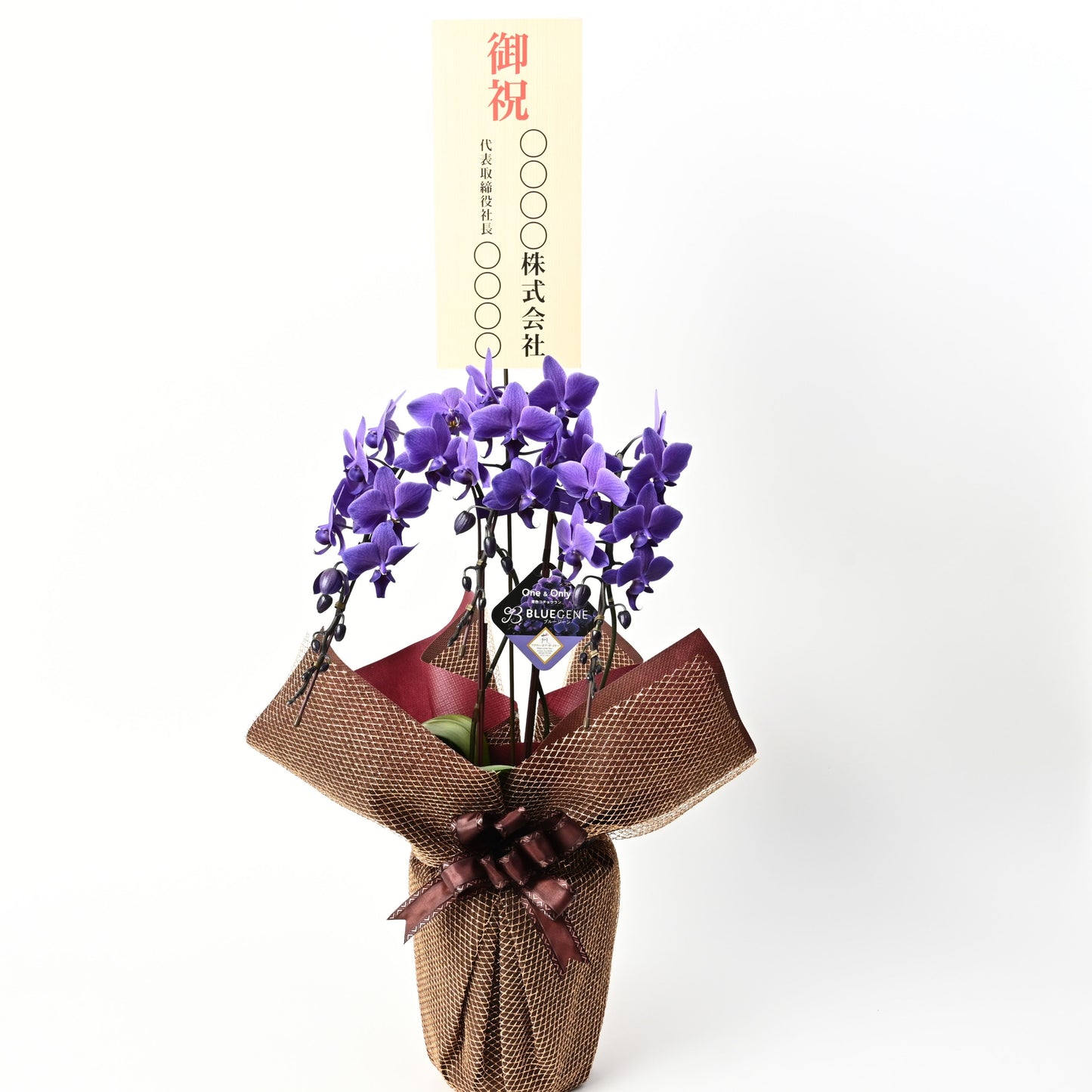 【公式】青色胡蝶蘭ブルージーン3本立鉢 豪華ラッピング／世界初の特別を大切な人に