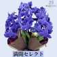 【満開セレクト・数量限定】青色胡蝶蘭ブルージーン3本立鉢 豪華ラッピング／届いた瞬間から、満開の感動を   ***必ずご注文前に注意事項を確認ください***