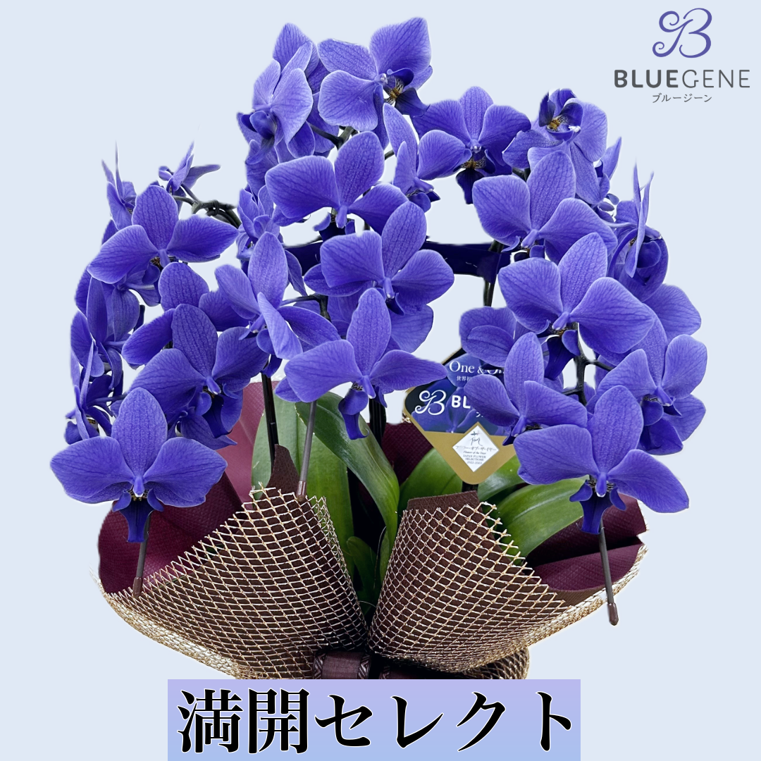 【満開セレクト・数量限定】青色胡蝶蘭ブルージーン3本立鉢 豪華ラッピング／届いた瞬間から、満開の感動を   ***必ずご注文前に注意事項を確認ください***