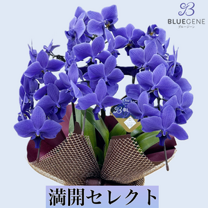 満開セレクト・数量限定】青色胡蝶蘭ブルージーン3本立鉢 豪華