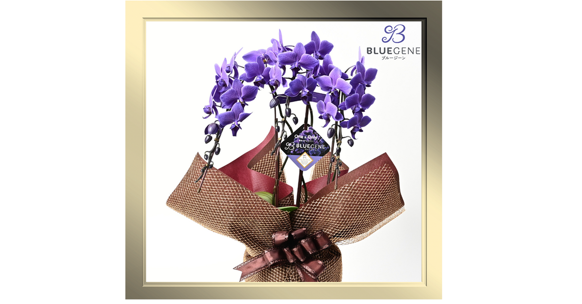 【公式】青色胡蝶蘭ブルージーン3本立鉢豪華ラッピング／世界初の特別を大切な人に