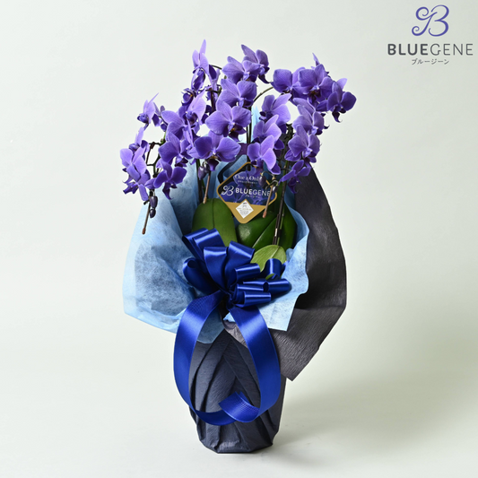【石原産業開発】青い胡蝶蘭 Blue Gene 世界初 3本立鉢 法人