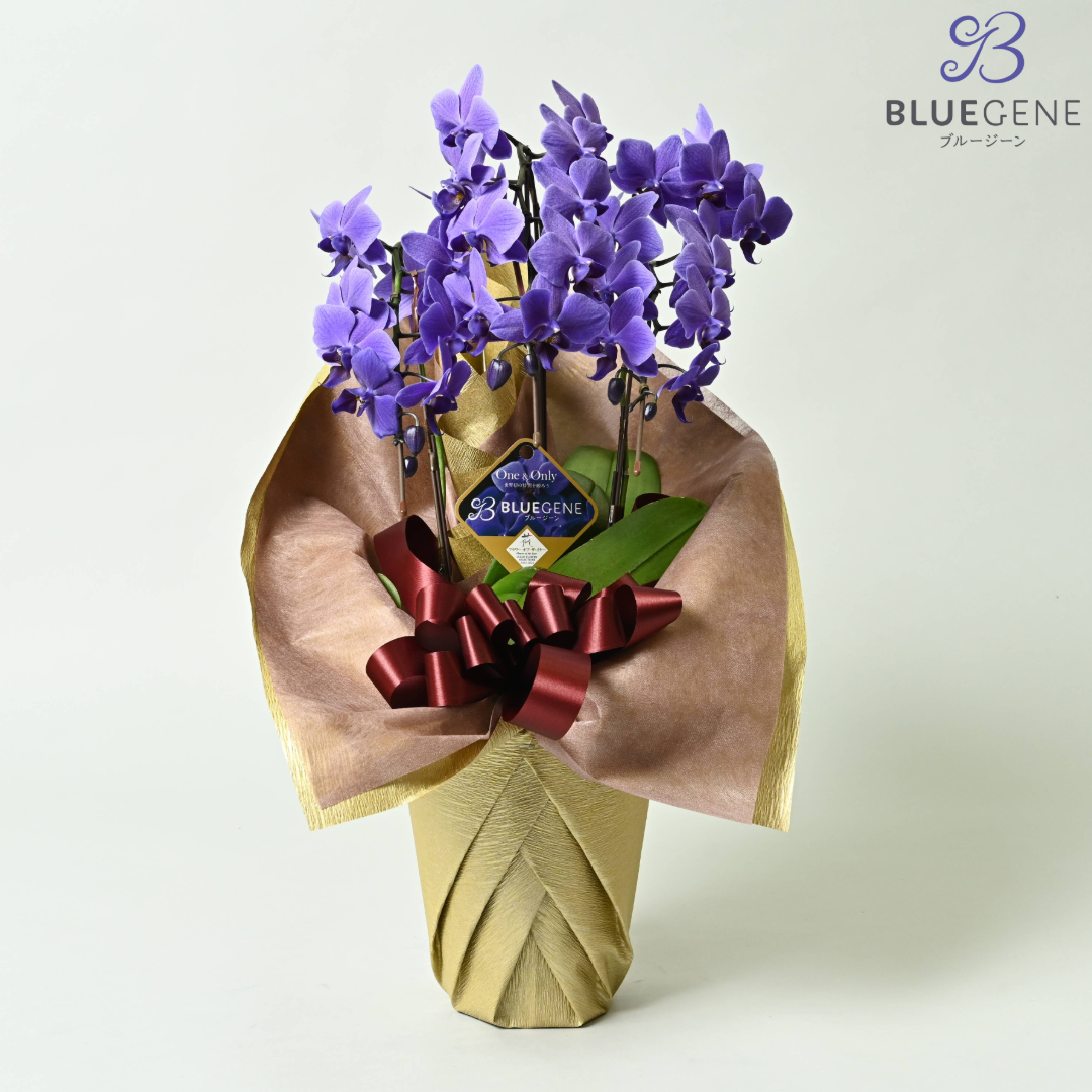 【石原産業開発】青い胡蝶蘭 Blue Gene 世界初 3本立鉢 法人