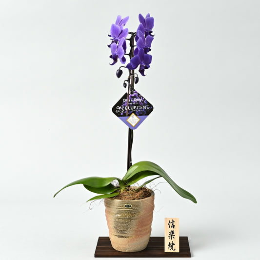 【2026年母の日】青色胡蝶蘭ブルージーン1本立鉢　信楽焼鉢（茶系）台座付き