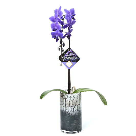 【2026年母の日】青色胡蝶蘭ブルージーン1本立鉢　ガラスシリンダー（黒系）受皿付き