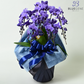 【石原産業開発】青い胡蝶蘭 Blue Gene 世界初 5本立鉢 法人
