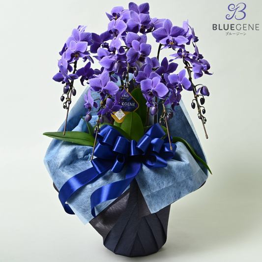 【石原産業開発】青い胡蝶蘭 Blue Gene 世界初 5本立鉢 法人