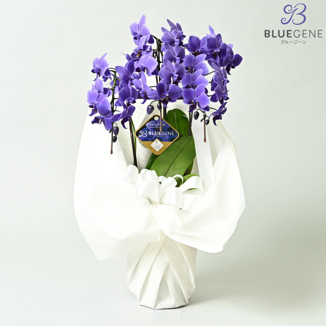 【石原産業開発】青い胡蝶蘭 Blue Gene 世界初 3本立鉢 法人