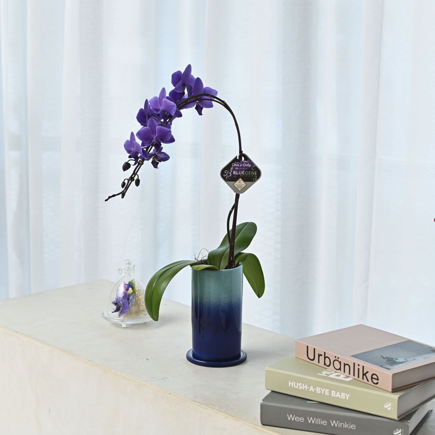【公式】青色胡蝶蘭ブルージーン1本立鉢　ブルーシリンダー／世界初の特別を大切な人に
