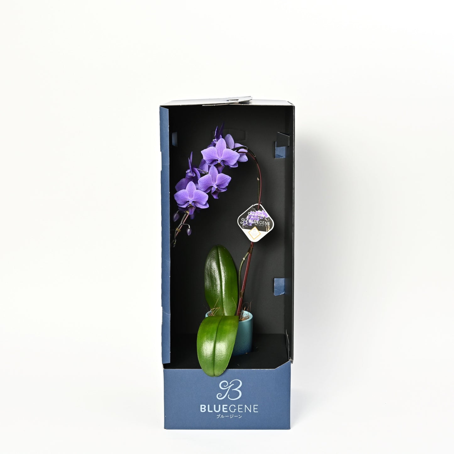 【公式】青色胡蝶蘭ブルージーン1本立鉢　ブルーシリンダー／世界初の特別を大切な人に