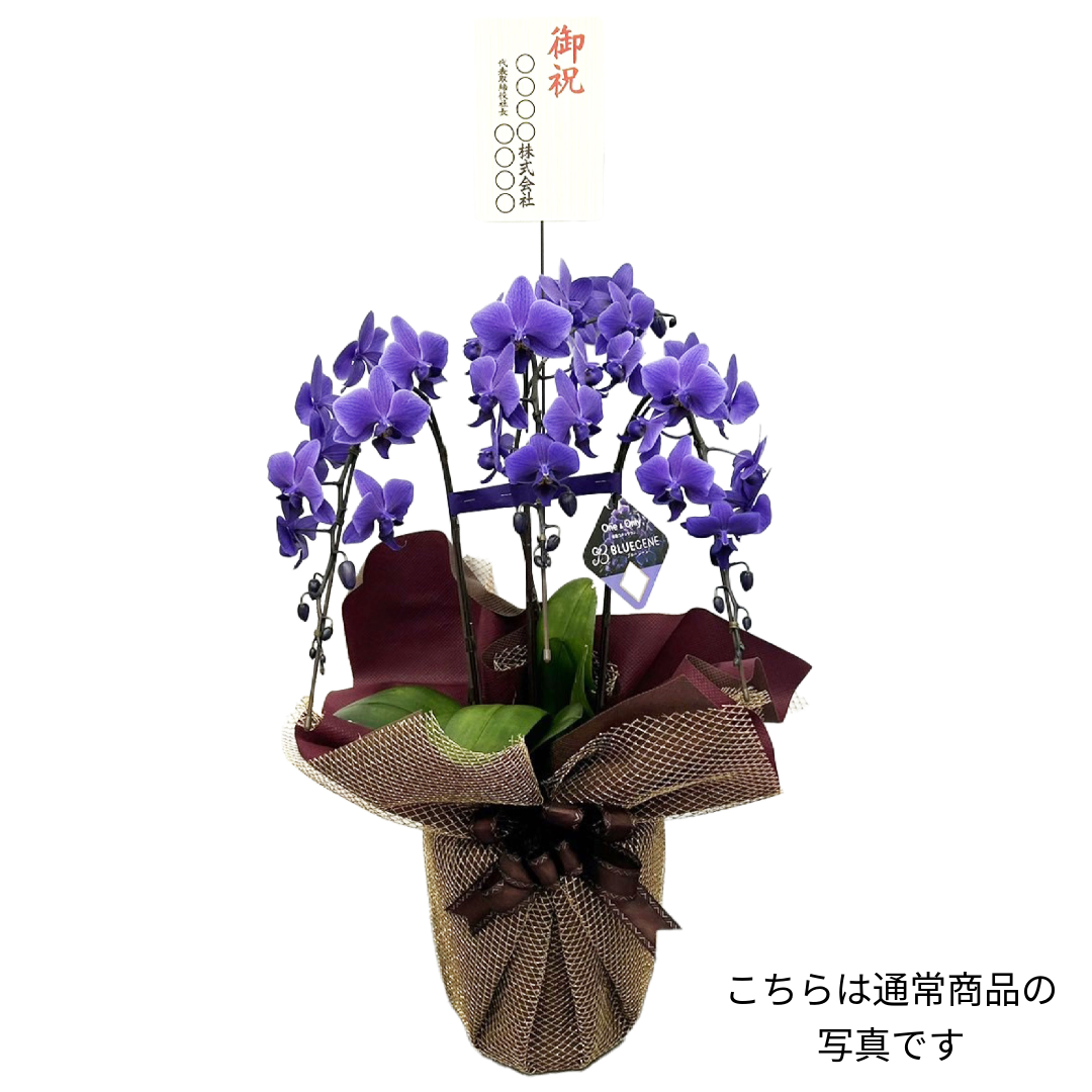 【満開セレクト・数量限定】青色胡蝶蘭ブルージーン5本立鉢 豪華ラッピング／届いた瞬間から、満開の感動を   ***必ずご注文前に注意事項を確認ください***