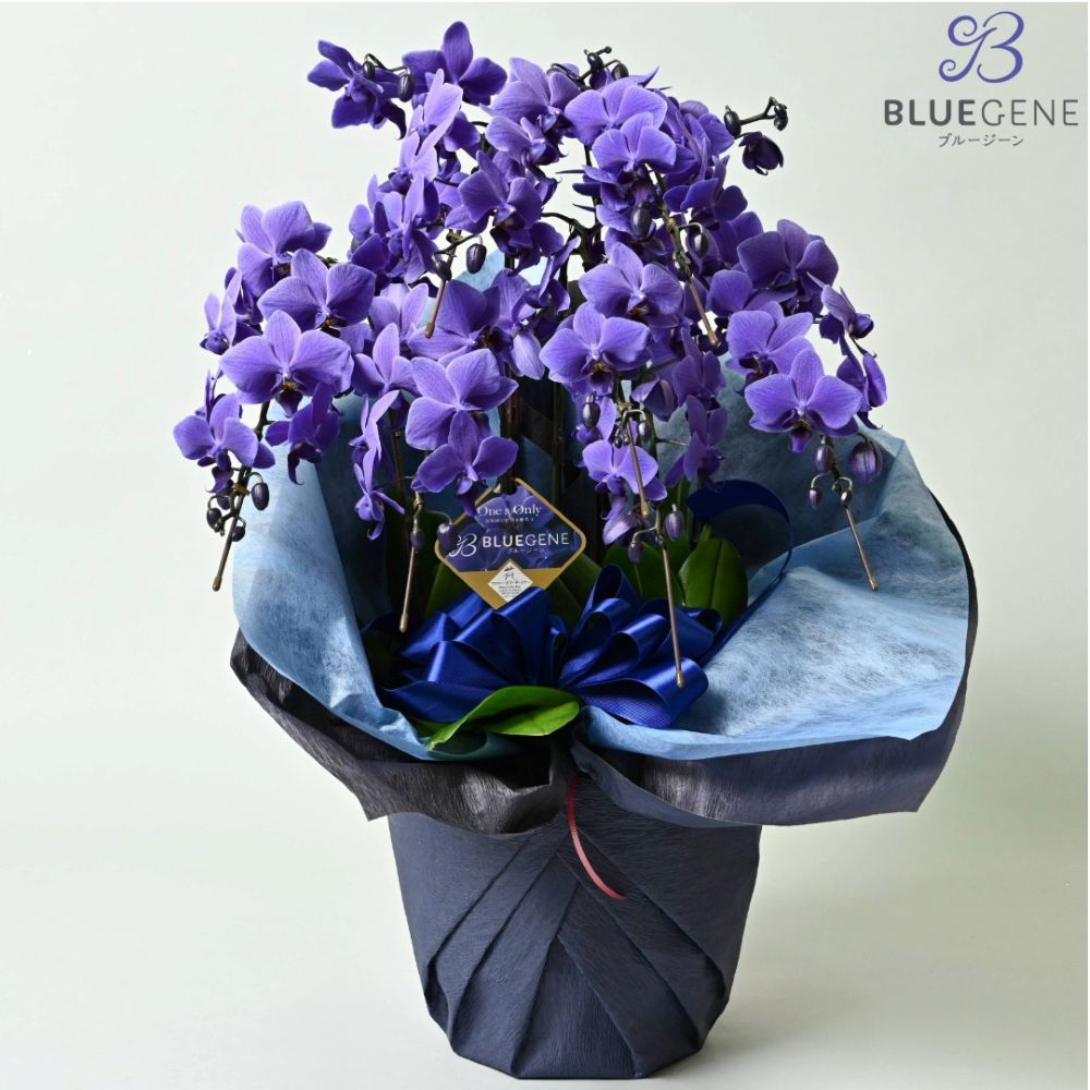 【石原産業開発】青い胡蝶蘭 Blue Gene 世界初 7本立鉢 法人