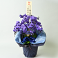 【石原産業開発】青い胡蝶蘭 Blue Gene 世界初 7本立鉢 法人