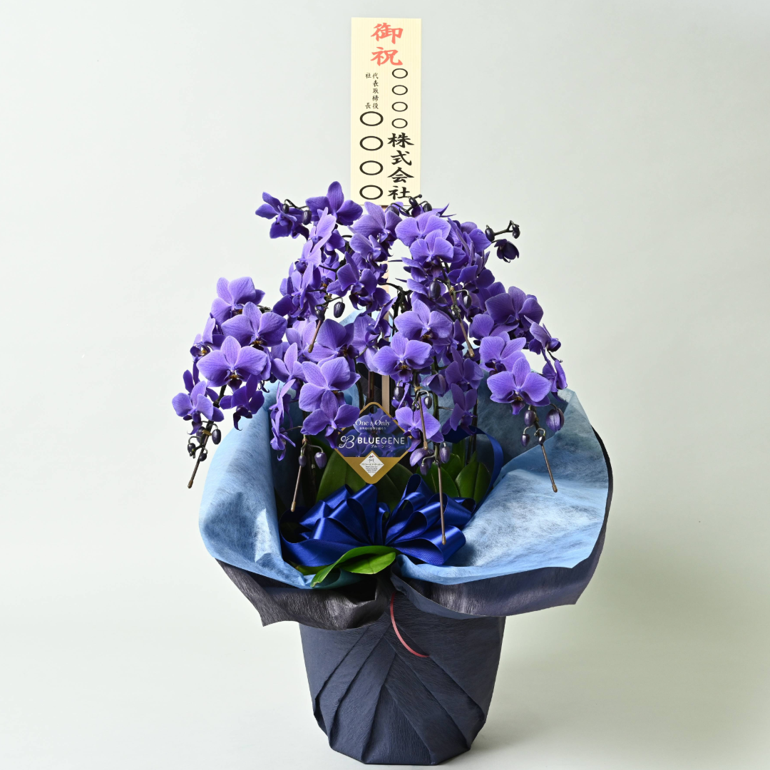 【石原産業開発】青い胡蝶蘭 Blue Gene 世界初 7本立鉢 法人
