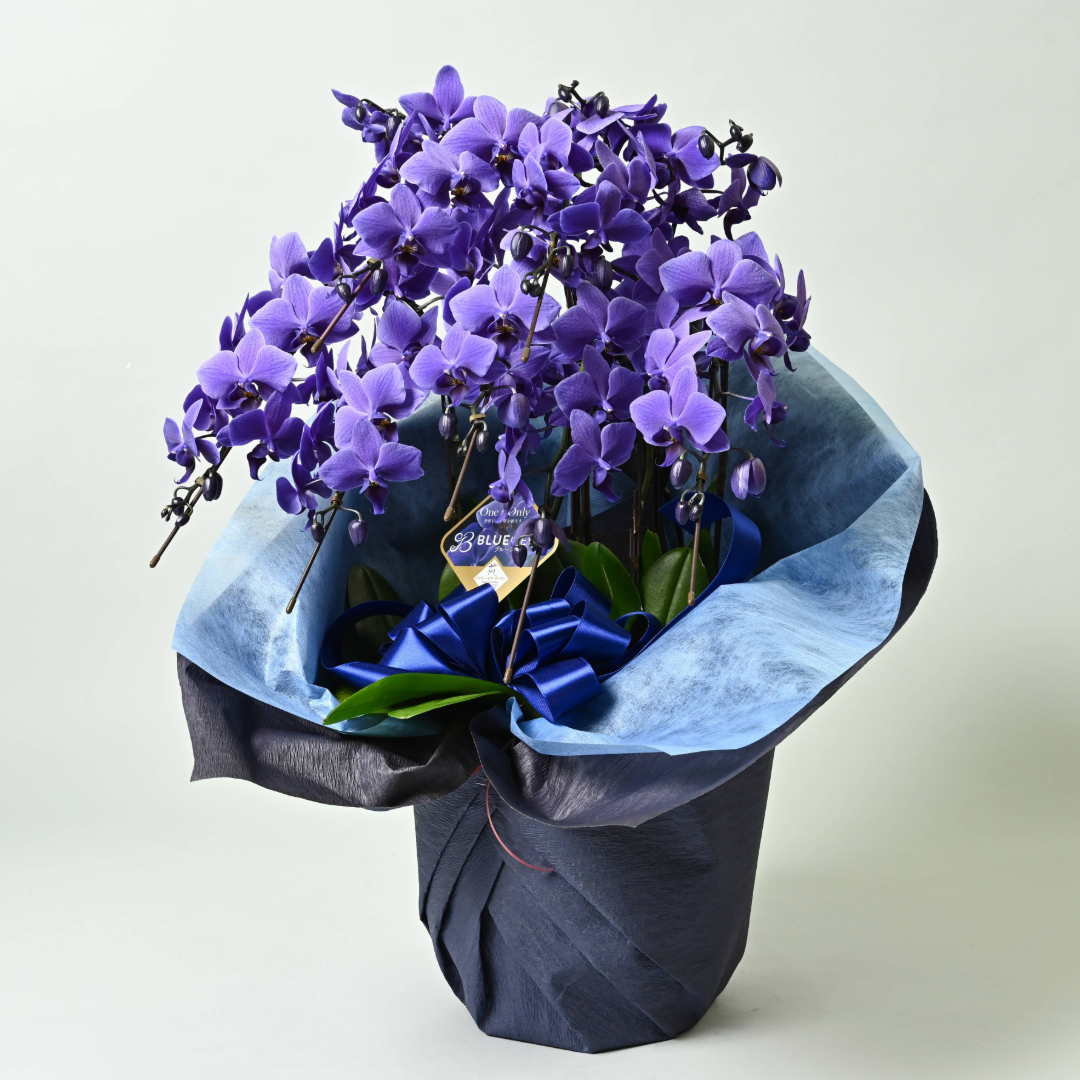 【石原産業開発】青い胡蝶蘭 Blue Gene 世界初 7本立鉢 法人