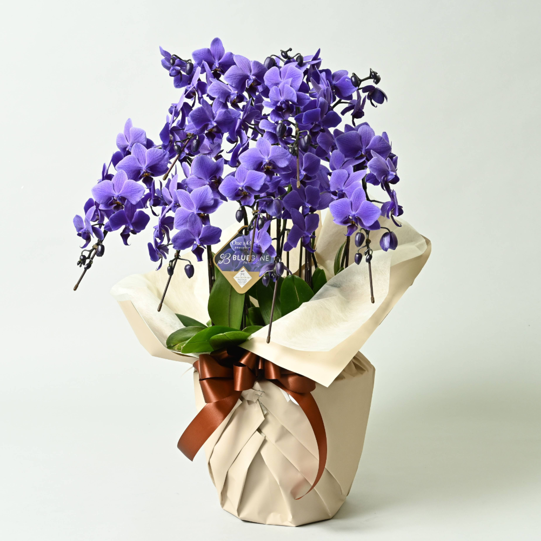 【石原産業開発】青い胡蝶蘭 Blue Gene 世界初 7本立鉢 法人