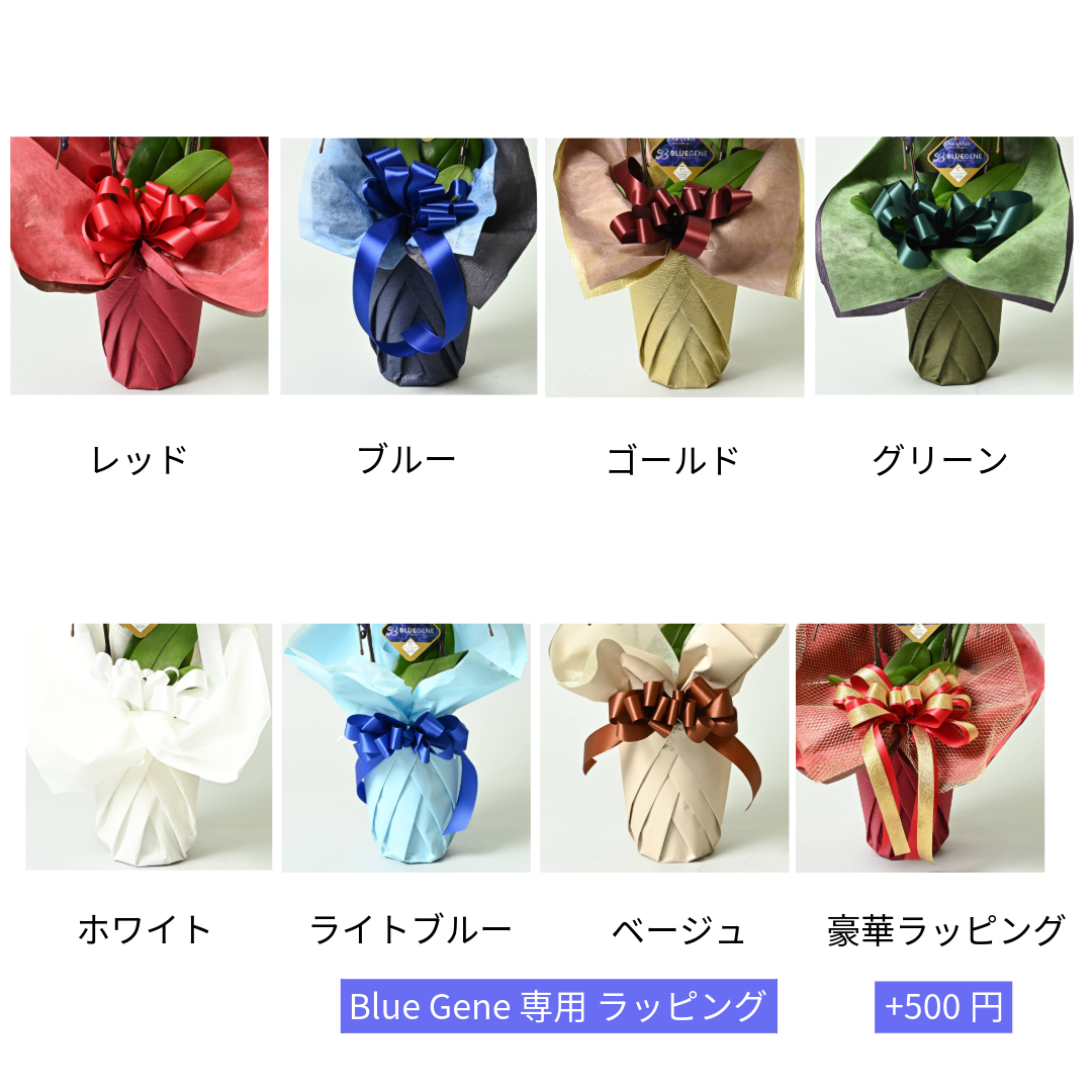 【石原産業開発】青い胡蝶蘭 Blue Gene 世界初 7本立鉢 法人