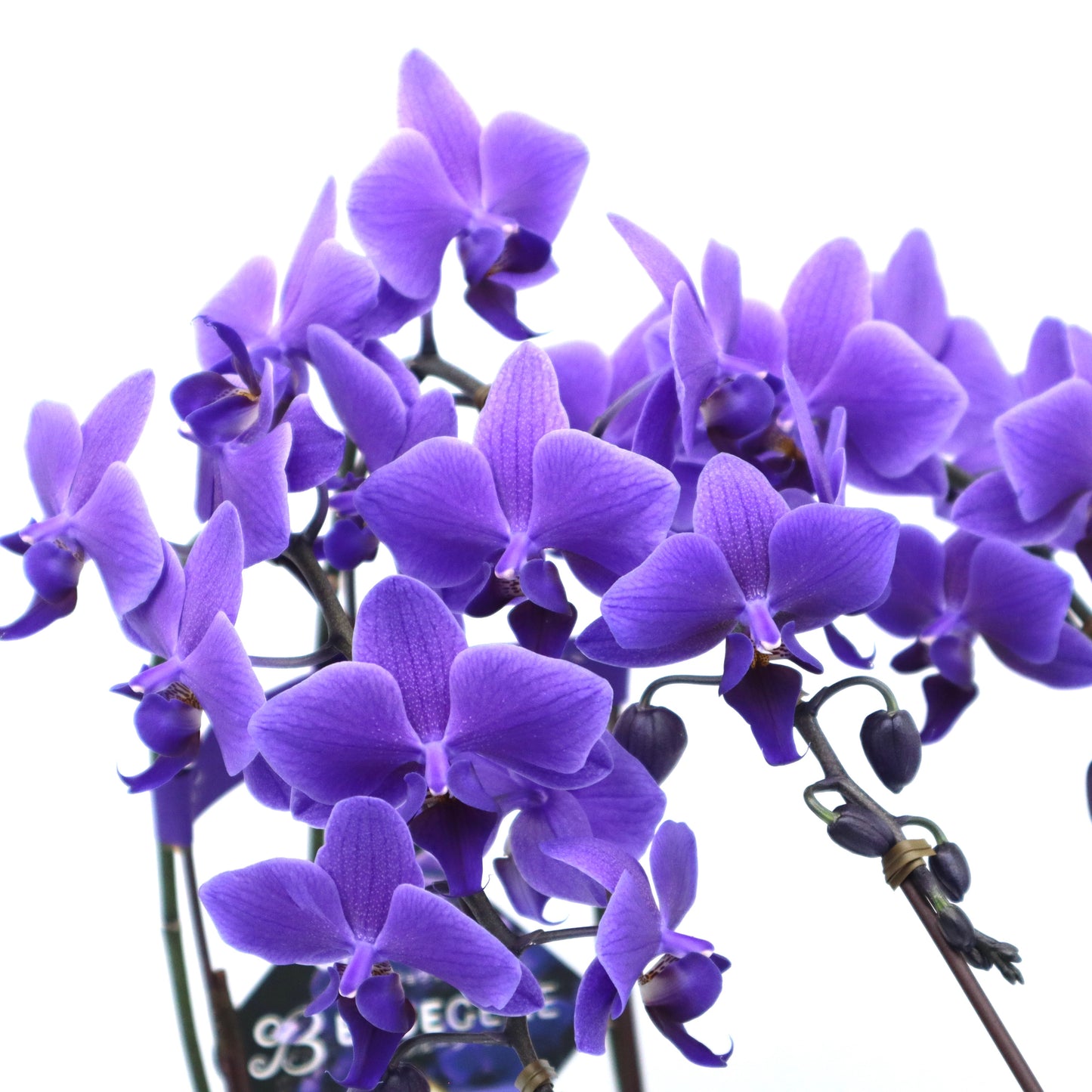 【公式】青色胡蝶蘭ブルージーン3本立鉢 メタルポットシルバー 【残り1鉢】