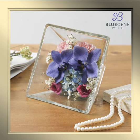 【公式】青色胡蝶蘭ブルージーンドライ Sサイズ／世界初の特別を大切な人に