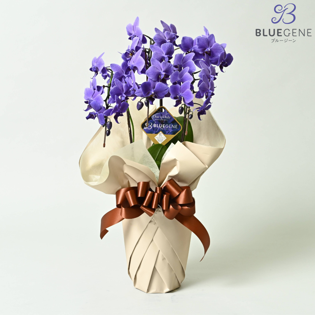 【石原産業開発】青い胡蝶蘭 Blue Gene 世界初 3本立鉢 法人