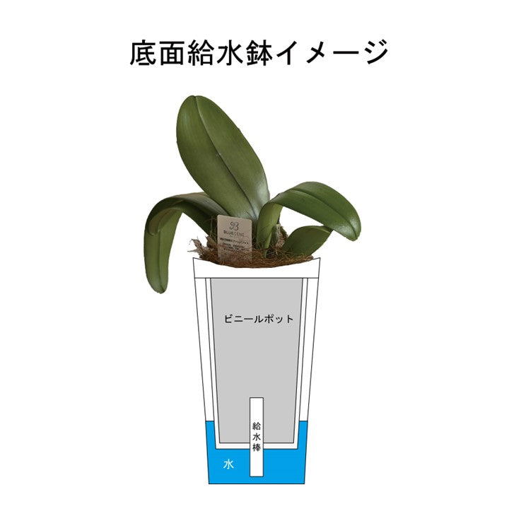 【公式】青色胡蝶蘭ブルージーン3本立鉢　シェアオーキッド／世界初の特別を大切な人に