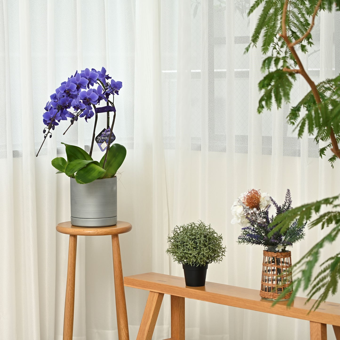 【公式】青色胡蝶蘭ブルージーン3本立鉢 メタルポットシルバー 【残り1鉢】