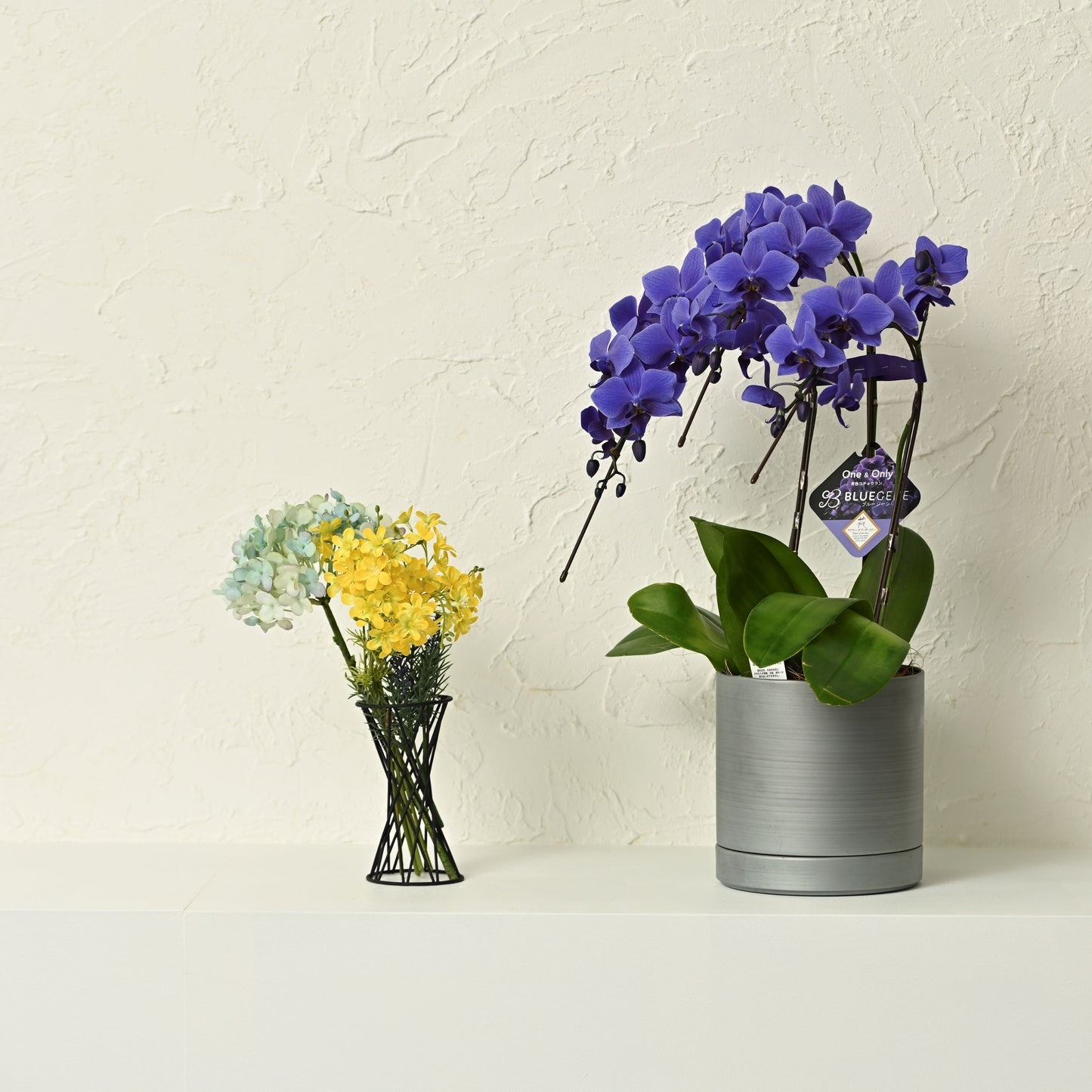 【公式】青色胡蝶蘭ブルージーン3本立鉢 メタルポットシルバー 【残り1鉢】