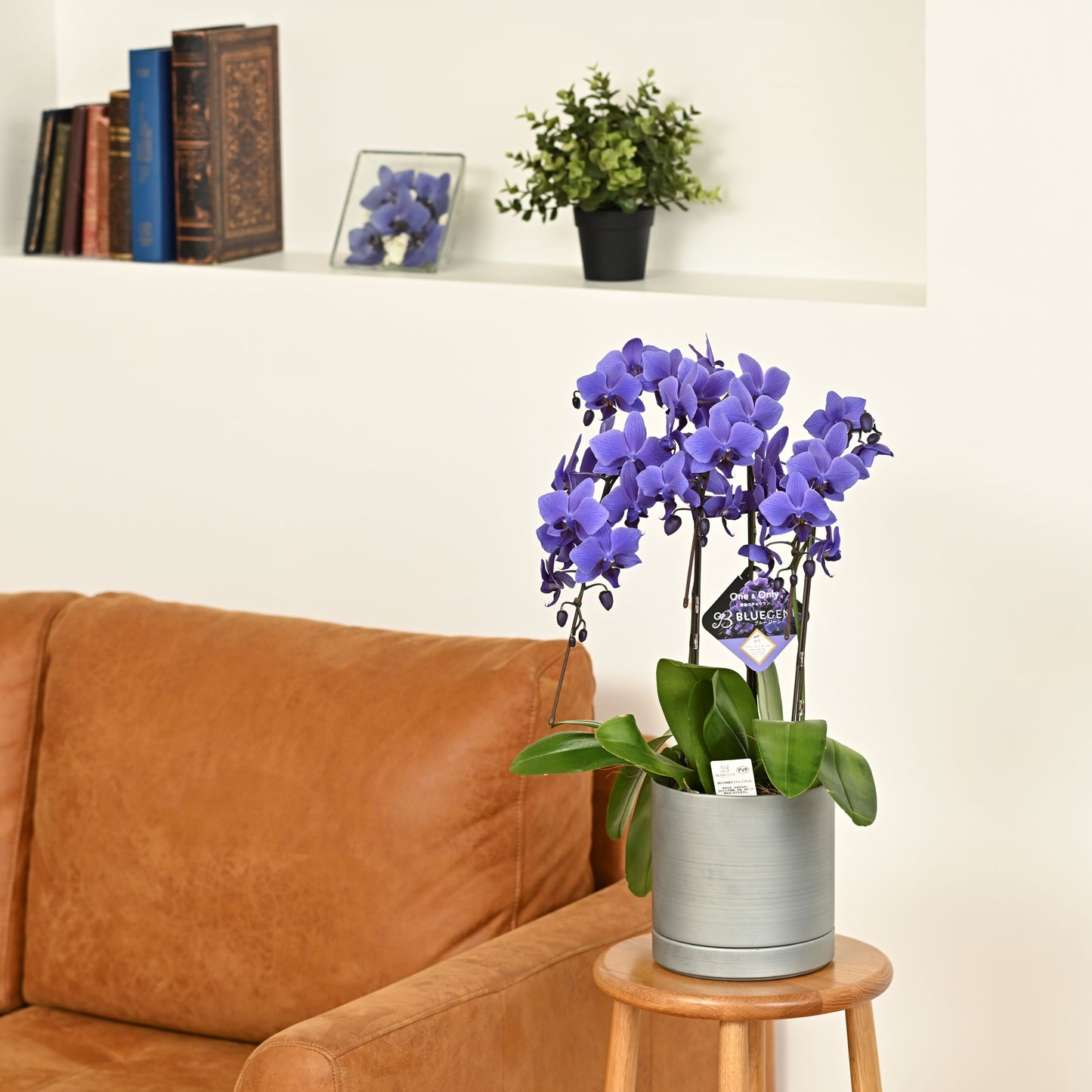 【公式】青色胡蝶蘭ブルージーン3本立鉢 メタルポットシルバー 【残り1鉢】