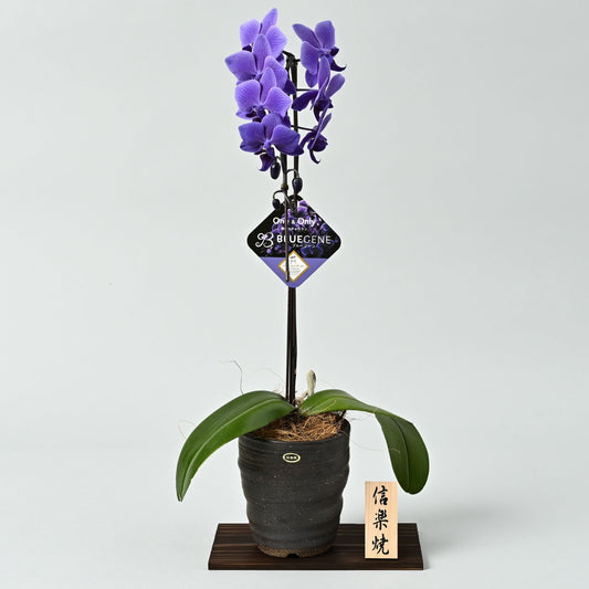【2026年母の日】青色胡蝶蘭ブルージーン1本立鉢　信楽焼鉢（黒系）台座付