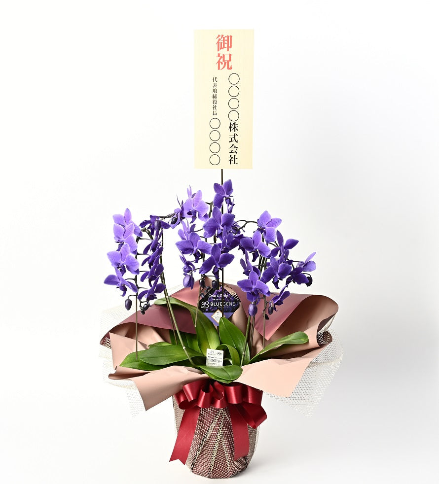 【公式】西日本エリアのお届け限定　輪数35輪以上(蕾含む) 青色胡蝶蘭ブルージーン3本立鉢 ラッピング／世界初の特別を大切な人に