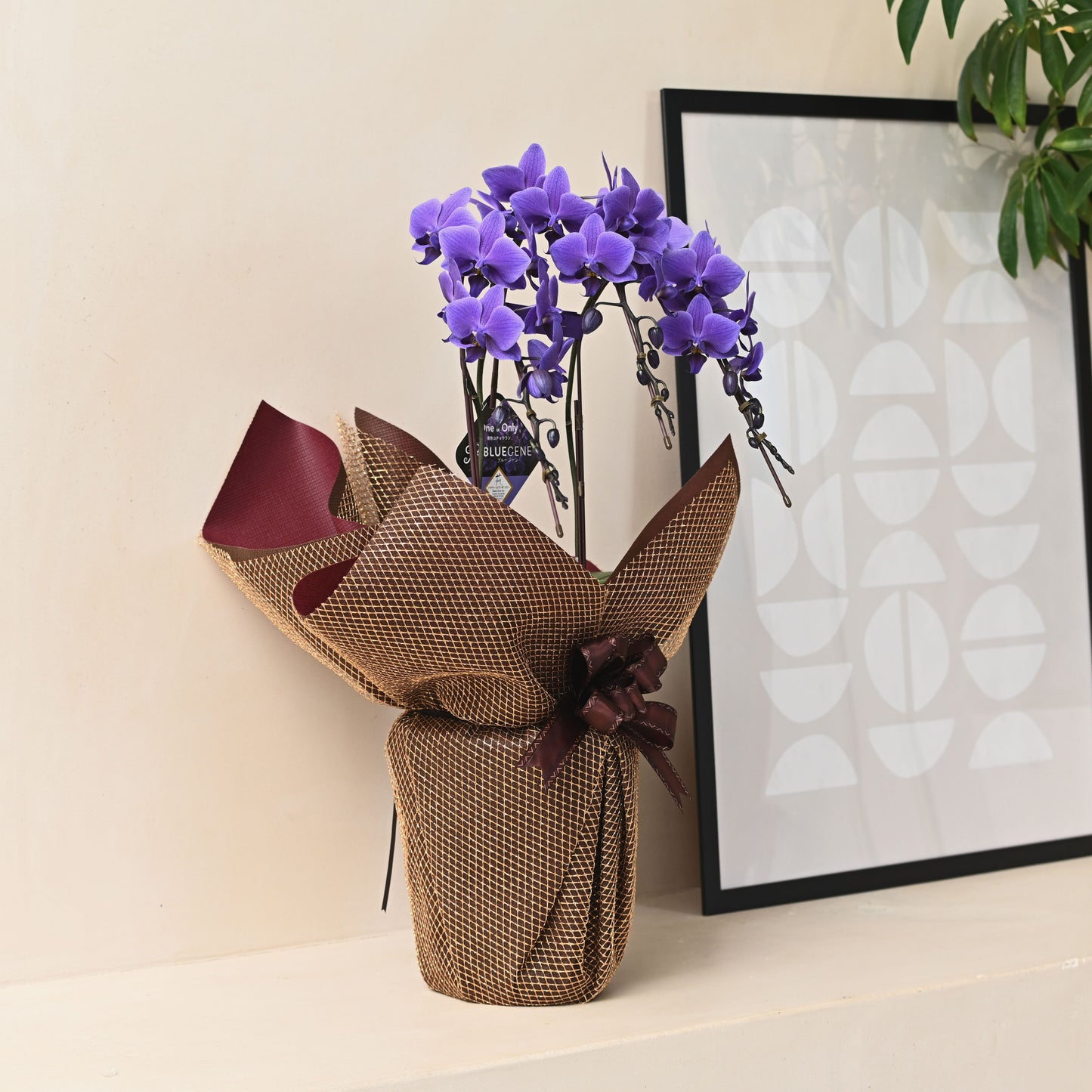 【公式】青色胡蝶蘭ブルージーン3本立鉢 豪華ラッピング／世界初の特別を大切な人に