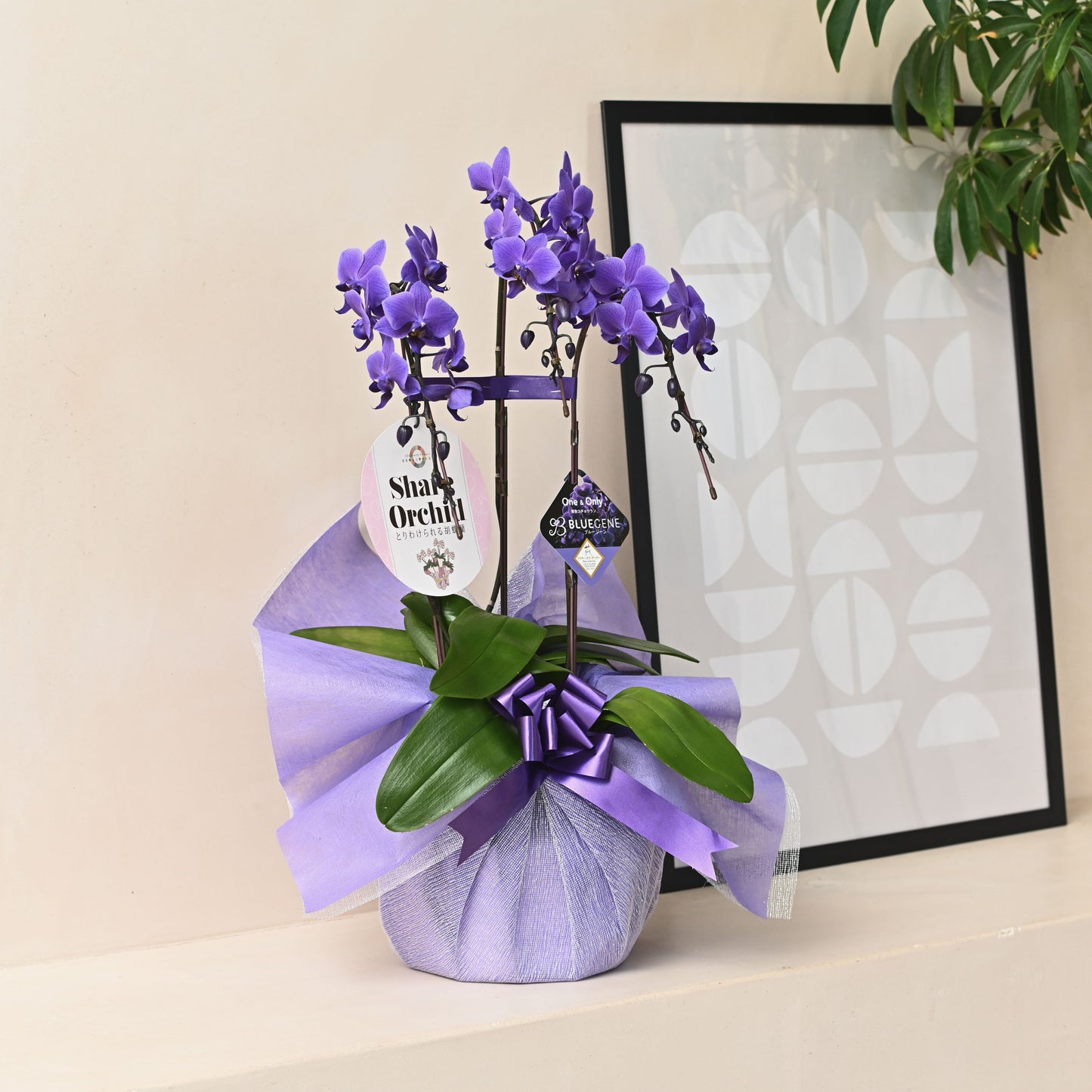 【公式】青色胡蝶蘭ブルージーン3本立鉢　シェアオーキッド／世界初の特別を大切な人に